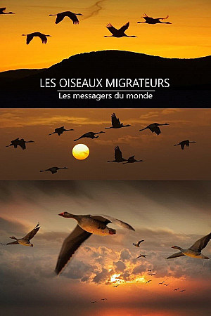 Les oiseaux migrateurs - Les messagers du monde