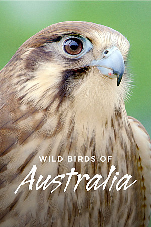 Oiseaux sauvages d'Australie