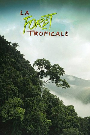La forêt tropicale