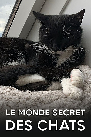 Le Monde secret des chats