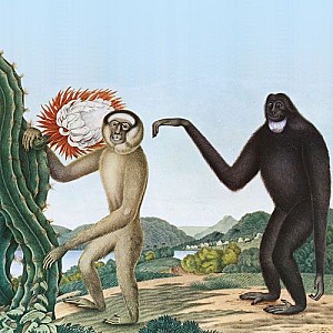 Bastön - Primates